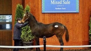 【ミックスセール2023】シルバーステート産駒が4200万円で落札…エレクトラムの23