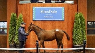 【ミックスセール2023】リアルスティール産駒が5000万円で落札…クラシックココアの23