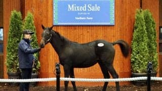 【ミックスセール2023】キズナ産駒が6200万円で落札…アンフィトリテ2の23