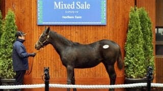 【ミックスセール2023】コントレイル産駒の牡が7400万円で落札…シーヴの23