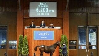 【ミックスセール2023】キングマン産駒が6200万円で落札