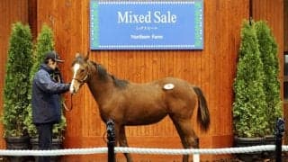 【ミックスセール2023】キタサンブラック産駒が4600万円で落札