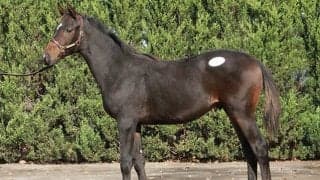 当歳は売却率100%で総額15億2800万円の売り上げ ミックスセール2023