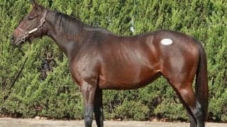 繁殖セッションでは90%超の売却率で総額7億4250万円の売り上げ ミックスセール2023