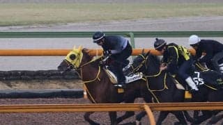 メイショウハリオ、JBCクラシック1週前追い切り速報/栗東トレセンニュース