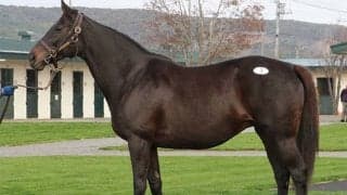 母ピンクカメオのディープ産駒馬に最高額 (株)ジェイエス主催の「繁殖馬セール」