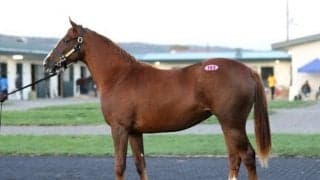 夏の暑さは馬産地にも影響!? 好況も市場運営に新たな問題浮上