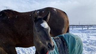 【アルテミスS】洞爺湖生まれのライトバック 曽祖母“レイクトーヤ”にまつわる秘話とは