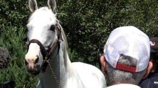 「おかげで人生変わったわ」 今浪隆利さんがゴールドシップに1年ぶりの再会