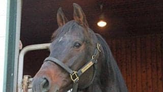 トーセンラーがエスティファームへと移動 国内シャトル種牡馬として活躍