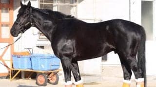 アルゼンチン共和国杯の舞台は“ドンピシャ” 「圧倒的な胸の深さ」で無尽蔵なスタミナを持つ馬とは