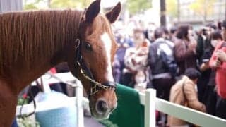 2日間で1万人の行列！アドマイヤジャパンがYogibo Storeに登場