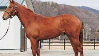 仏セールにて約3億円で落札 凱旋門賞馬ソットサスの全弟など/今週のJRA新馬戦