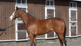 名牝ジェンティルドンナの子、エヴァンジェリーナがまもなくデビュー「母に似ている部分も見える」