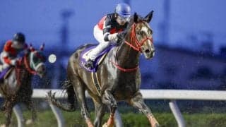 【武蔵野S】ドライスタウト、レッドルゼルらが登録