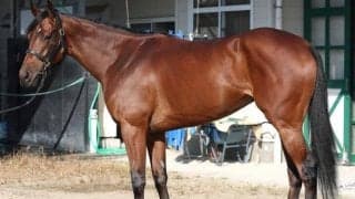 牝馬二冠馬と「一級品の瞬発力は瓜二つ」 状態面も不安なくエリザベス女王杯で古馬撃破へ