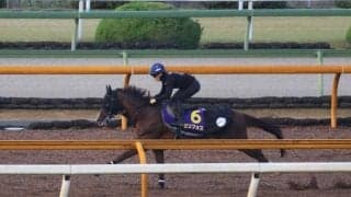 セリフォス、マイルCS1週前追い切り速報/栗東トレセンニュース