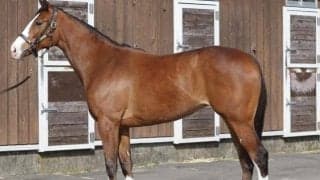 【JRA新馬戦】ジェラルディーナの全妹エヴァンジェリーナなどがデビュー