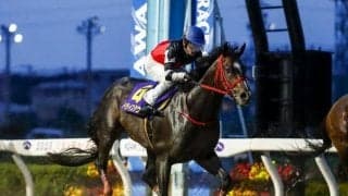 【武蔵野S枠順確定】ペリエールは1枠1番、ドライスタウトは2枠3番