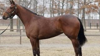 新馬勝ちの姉ナミュール＆ラヴェルに続け 期待の妹が木村哲也厩舎からデビュー