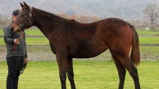 浦河で当歳馬品評会が開催 馬体・手入れ・展示の3項目で採点…最優秀賞は「マルモレイナの2023」
