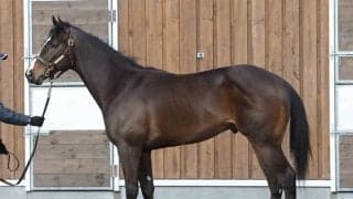 名門・堀厩舎期待のインクルージョン　未完成の馬体で「ここまで動けるなら、今後が楽しみ」