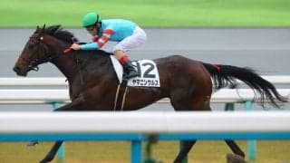 【京都8R】ヤマニンウルスが無傷の3連勝