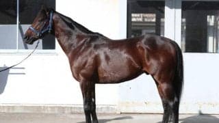 ガラリ一変！ シュネルマイスター マイルCSへ「絶好調ですよ！」と声が聞こえてくる