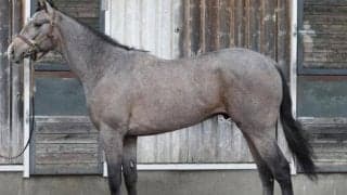 【JRA新馬戦】ドゥラエレーデの半妹バロネッサなどがデビュー