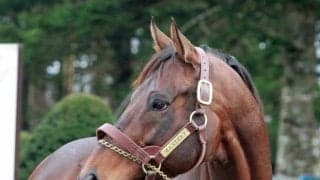 米G1馬マスタリーが入厩 24年シーズンからはレックススタッドで種牡馬に