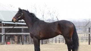 ２頭のＧＩホースを兄に持つシャハザマーン「キレも出てきた」と陣営の評価も急上昇中