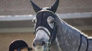 【先週のJRA抹消馬】20年クイーンC覇者ミヤマザクラ、ブチ模様の白毛馬ブッチーニなど