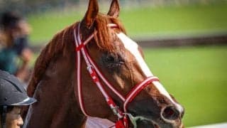 【京都2歳S想定騎手】シンエンペラーはJ.モレイラ騎手、サトノシュトラーセは川田将雅騎手