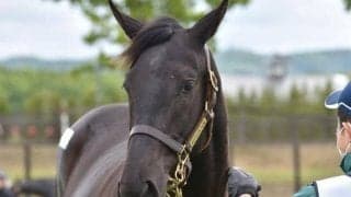 【JRA新馬戦】デシエルトの半妹コンテネレッツアなどがデビュー