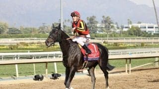 2023香港国際競走…シャフリヤールが香港に到着