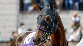 ジャパンC18頭の“香港馬名”を紹介『星映天下』や『本初之海』はどの馬？