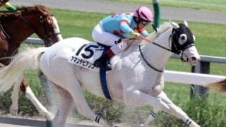 白毛のアイドル候補がOP初勝利狙う カトレアS制して世界への階段駆け上がるか