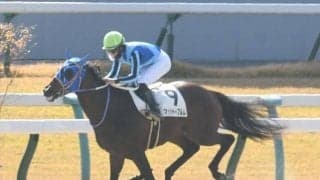 【京都4R新馬戦結果】モーニン産駒マッシャーブルムが人気に応えて快勝