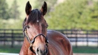 GI馬カフェファラオがアロースタッドに到着 22年のJRA最優秀ダートホース