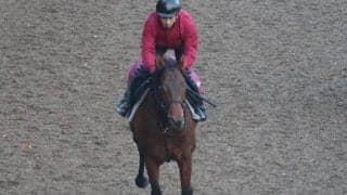 フェヴリエなど、先週のゲート試験/栗東トレセンニュース