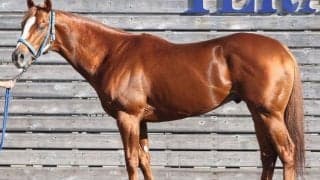 「先輩たちをひとのみしてもおかしくない」無傷の3歳馬がチャンピオンズC制覇へ