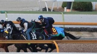 サフィラ、阪神JF1週前追い切り速報/栗東トレセンニュース