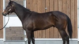 【JRA新馬戦】アブレイズの全弟コレギウムなどがデビュー