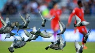 「かわいそうに」「お大事に」サッカーの試合中に予想外のアクシデント、鳥がボールと接触し足を負傷「大丈夫だったのか」