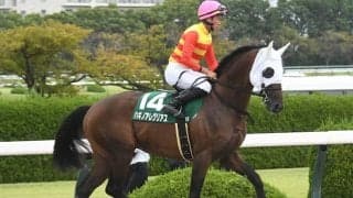 各国のダービー馬が名を連ねる チャンピオンズC参戦ハギノアレグリアスの血統表は一見の価値あり