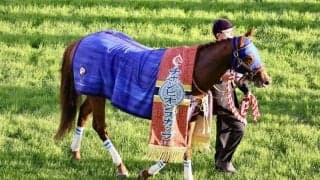 WIN5は129万円超の払戻し…チャンピオンズカップはレモンポップが完勝