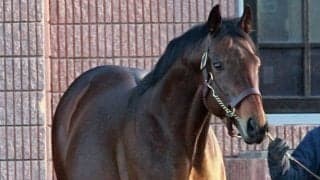 ミッキーアイルが24年シーズンを過ごす優駿SSへ移動