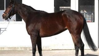 兄ダノンベルーガよりも「爆発力には長けている」 良血牝馬が阪神JFでGI獲りへ