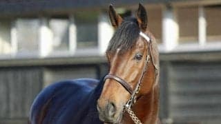 英ダービー馬アダイヤー、キングジョージ覇者フクム G1馬2頭がダーレー・ジャパンでお披露目