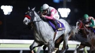 【カペラS出走馬・騎手確定】タガノクリステル＆戸崎圭太騎手、リュウノユキナ＆柴田善臣騎手など16頭